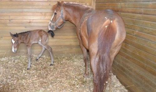 Uşak Atlı Spor Merkezine Yeni Üye Katıldı