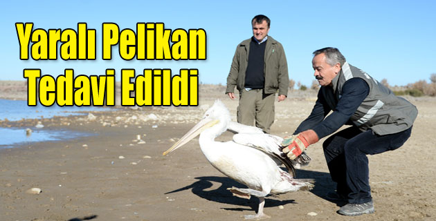Uşak'ta tedavi edilen pelikan doğaya bırakıldı