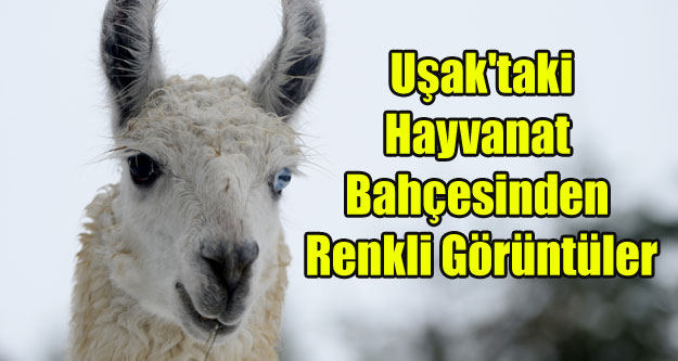 HAYVANAT BAHÇESİNDEN RENKLİ GÖRÜNTÜLER