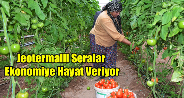 JEOTERMAL İLE 7 BİN TON DOMATES ÜRETİLİYOR