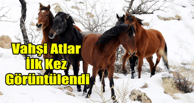 MURAT DAĞININ VAHŞİ ATLARI İLK KEZ GÖRÜNTÜLENDİ