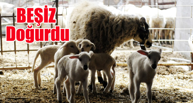 BİR DEFA DA 5 YAVRUSU OLDU