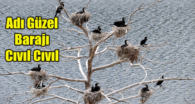 Adıgüzel Barajı Kuşlarla Cıvıl Cıvıl