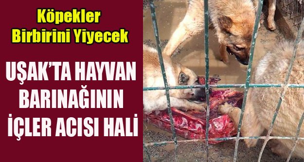 usak hayvan barinaginin icler acisi hali sosyal medyayi salladi haberi