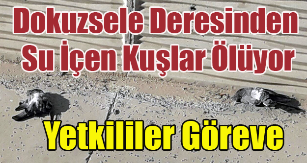 DOKUZSELE DERESİNDEN SU İÇEN KUŞLAR ÖLÜYOR, YETKİLİLER GÖREVE