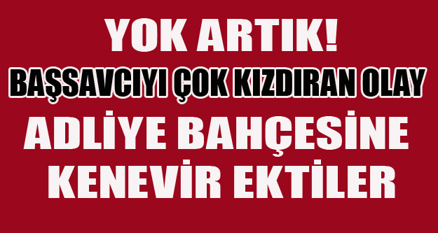 ADLİYE BAHÇESİNE KENEVİR EKTİLER