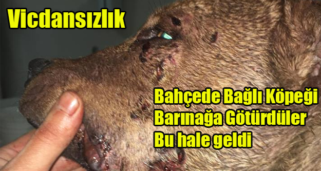 BAHÇEDE BAĞLI KÖPEĞİ BARINAĞA GÖTÜRDÜLER BU HALE GELDİ