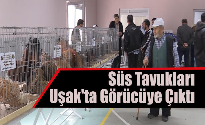 Süs Tavukları Uşak'ta Görücüye Çıktı
