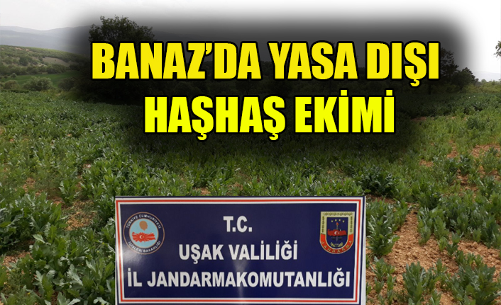 BANAZ’DA YASA DIŞI HAŞHAŞ EKİMİ