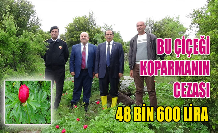 BU ÇİÇEĞİ KOPARMANIN CEZASI 48 BİN 600 LİRA
