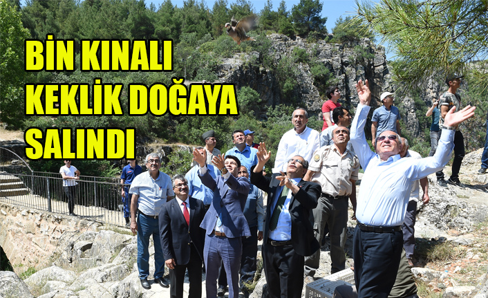 BİN KINALI KEKLİK DOĞAYA SALINDI
