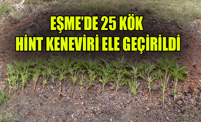 EŞME’DE 25 KÖK HİNT KENEVİRİ EVE GEÇİRİLDİ
