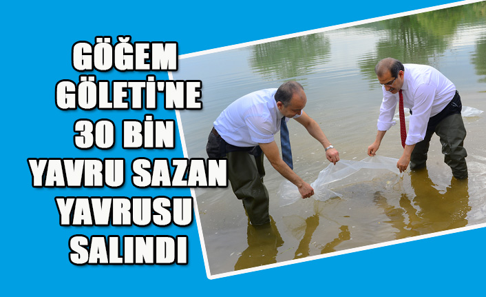 GÖĞEM GÖLETİ'NE 30 BİN YAVRU SAZAN YAVRUSU SALINDI