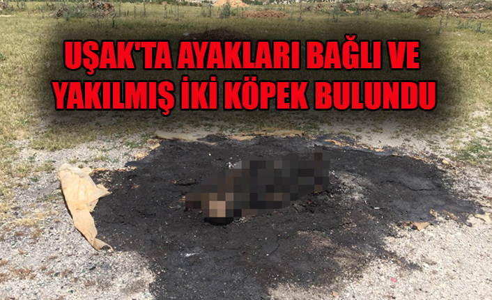 UŞAK'TA AYAKLARI BAĞLI VE YAKILMIŞ İKİ KÖPEK BULUNDU