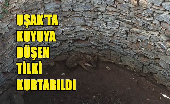 UŞAK’TA KUYUYA DÜŞEN TİLKİ KURTARILDI
