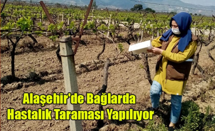 Alaşehir'de Bağlarda Hastalık Taraması Yapılıyor
