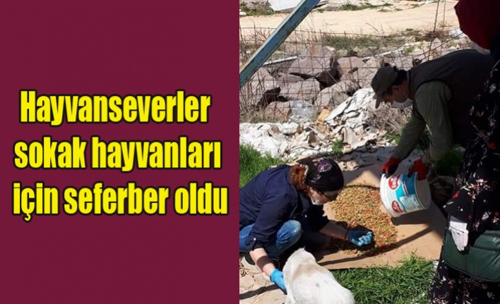 Hayvanseverler sokak hayvanları için seferber oldu
