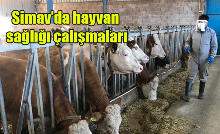 Simav’da hayvan sağlığı çalışmaları