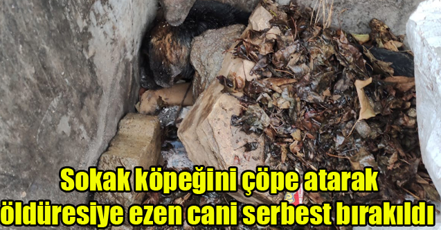 Sokak köpeğini çöpe atarak öldüresiye ezen cani serbest bırakıldı