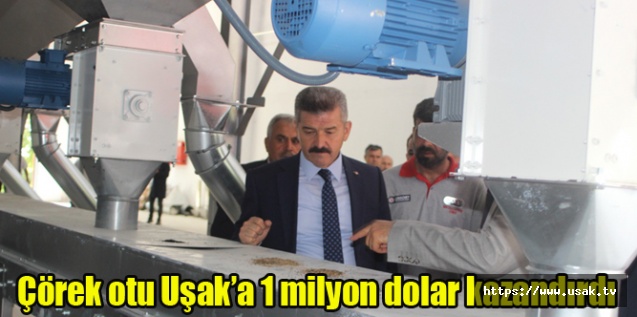 Türkiye çörek otu üretiminin yüzde 32’si Uşak’tan sağlanıyor
