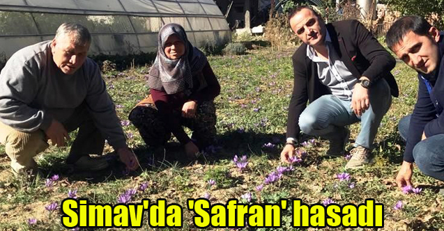 Simav'da 'Safran' hasadı