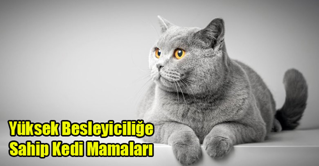 Yüksek Besleyiciliğe Sahip Kedi Mamaları