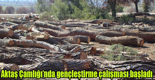 Aktaş Çamlığı’nda gençleştirme çalışması başladı