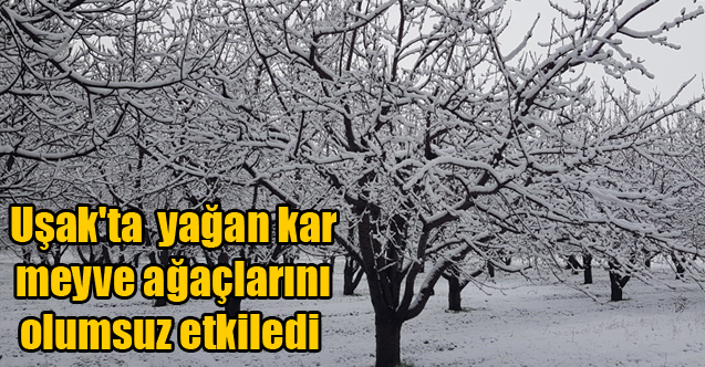 Uşak'ta yağan kar meyve ağaçlarını olumsuz etkiledi