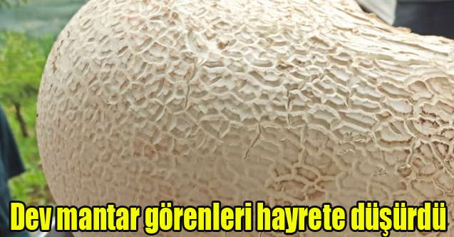 Dev mantar görenleri hayrete düşürdü