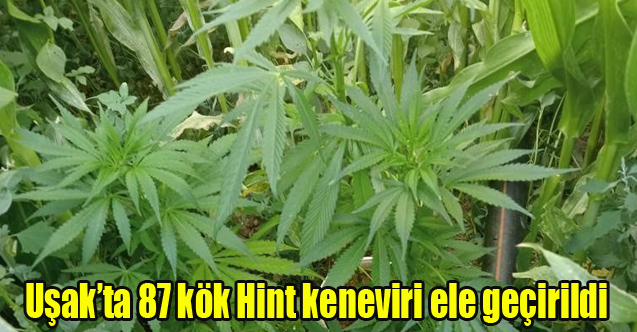 Uşak’ta 87 kök Hint keneviri ele geçirildi