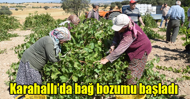 Karahallı'da bağ bozumu başladı