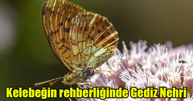Kelebeğin rehberliğinde Gediz Nehri