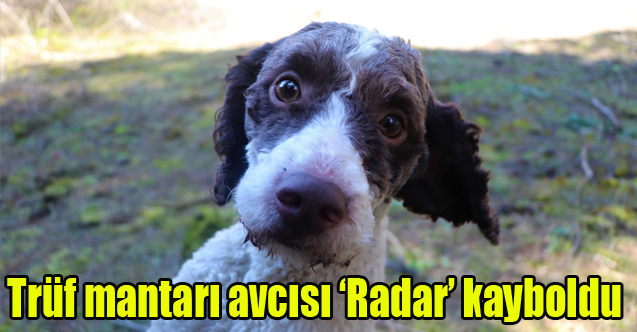 Trüf mantarı avcısı ‘Radar’ kayboldu