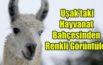 HAYVANAT BAHÇESİNDEN RENKLİ GÖRÜNTÜLER