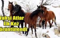 MURAT DAĞININ VAHŞİ ATLARI İLK KEZ GÖRÜNTÜLENDİ