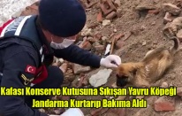 KAFASI KONSERVE TENEKESİNE SIKIŞAN YAVRU KÖPEĞİ JANDARMA KURTARDI