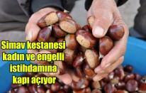 Simav kestanesi kadın ve engelli istihdamına kapı açıyor   