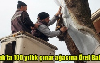 Uşak’ta 100 yıllık çınar ağacı bakımdan geçti