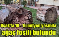 Uşak'ta 10 - 16 milyon yaşında ağaç fosili bulundu