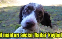 Trüf mantarı avcısı ‘Radar’ kayboldu