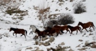 MURAT DAĞININ VAHŞİ ATLARI İLK KEZ GÖRÜNTÜLENDİ
