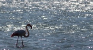 Baharın Müjdecileri Kuş Cennetine Geldi
