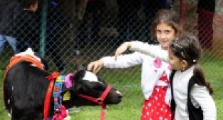 "Şampiyon buzağı ve en iyi koç-teke" yarışması