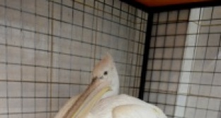 Uşak'ta tedavi edilen pelikan doğaya bırakıldı