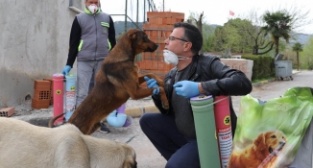 Salgına rağmen sokak hayvanları unutulmadı