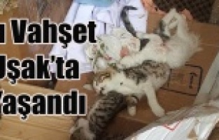 UŞAK'TA 17 KEDİ VAHŞİCE KATLEDİLDİ
