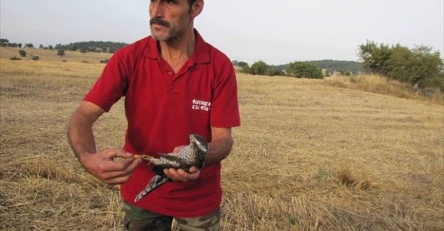 Hisarcıkta Yaralı Atmacaya Avcılar Sahip Çıktı