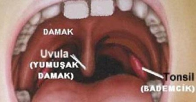 ÇOCUKLARDA BADEMCİK VE GENİZ ETİNE DİKKAT
