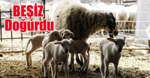 BİR DEFA DA 5 YAVRUSU OLDU
