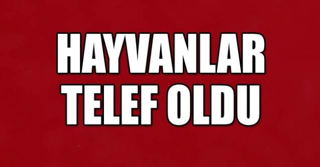 HAYVANLAR TELEF OLDU !